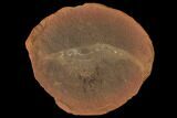 Fossil Shrimp (Peachocaris) Nodule - Illinois #142481-1